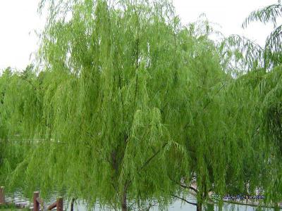White Willow Bark Extract(sales06@nutra-max.com) ()